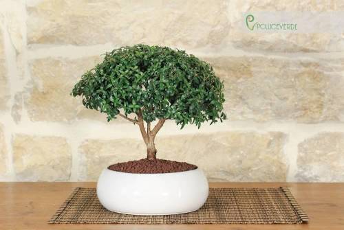 1 - Bonsai di Mirto in ciotola bassa