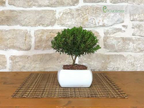 2 - Bonsai di Mirto in vaso quadro bianco