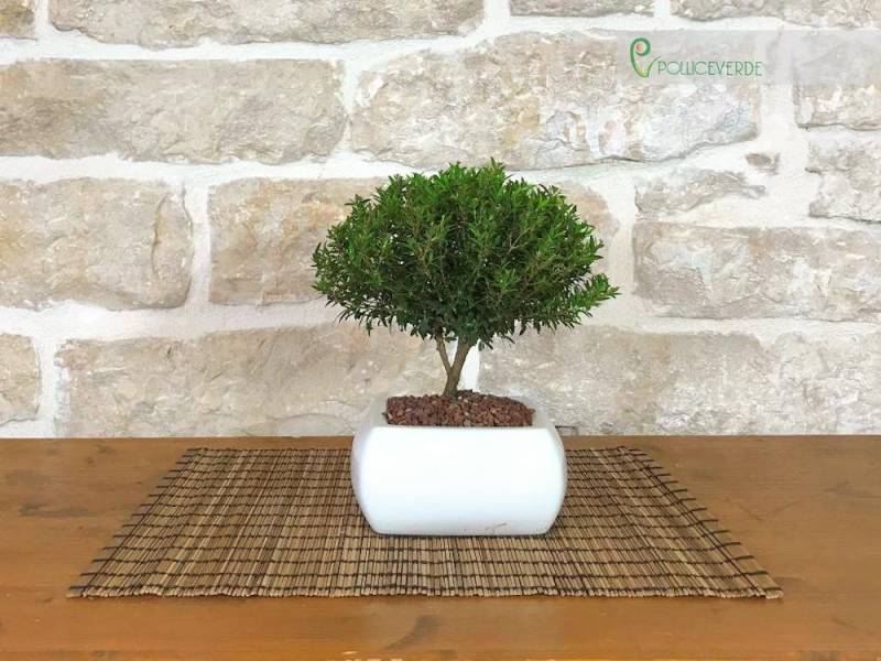 2 - Bonsai di Mirto in vaso quadro bianco