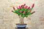 2 - Bonsai di Bougainvillea Mini Thai (28)