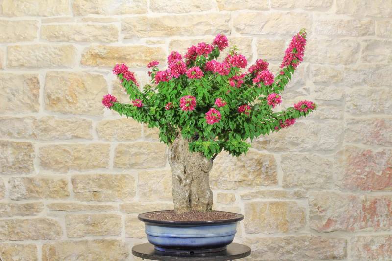 2 - Bonsai di Bougainvillea Mini Thai (28)