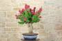 3 - Bonsai di Bougainvillea Mini Thai (28)