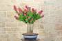 4 - Bonsai di Bougainvillea Mini Thai (28)