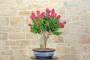 5 - Bonsai di Bougainvillea Mini Thai (28)