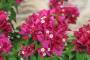 6 - Bonsai di Bougainvillea Mini Thai (28)