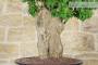 7 - Bonsai di Bougainvillea Mini Thai (28)