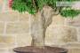 8 - Bonsai di Bougainvillea Mini Thai (28)