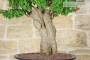 10 - Bonsai di Bougainvillea Mini Thai (28)