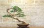 2 - Bonsai di Cipresso (14)