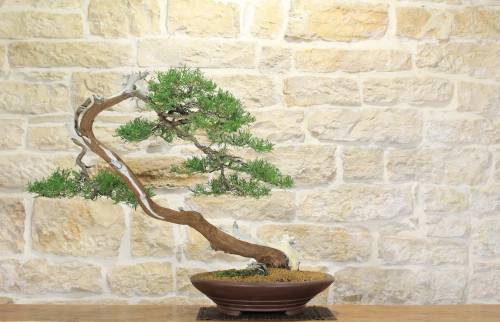 2 - Bonsai di Cipresso (14)