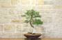 3 - Bonsai di Cipresso (14)