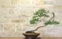 4 - Bonsai di Cipresso (14)