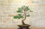 5 - Bonsai di Cipresso (14)