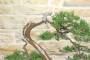 8 - Bonsai di Cipresso (14)