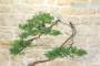 9 - Bonsai di Cipresso (14)