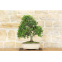 Oak bonsai tree - Holm oak (77)