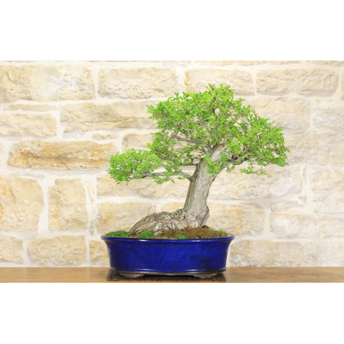 Field Elm bonsai tree (40)