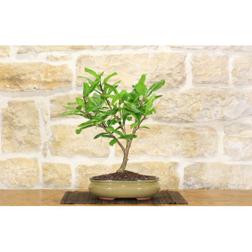 Bonsai-Baum Stern-Magnolie (6)