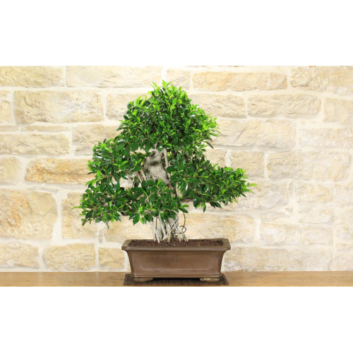 Ficus Retusa Bonsai-Baum (147)