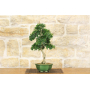 Privet bonsai Ovalifolium (2)