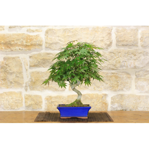 Atropurpureum Palmate Ahorn-Bonsaibaum (4)