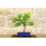 Lagerstroemia bonsai tree (32)