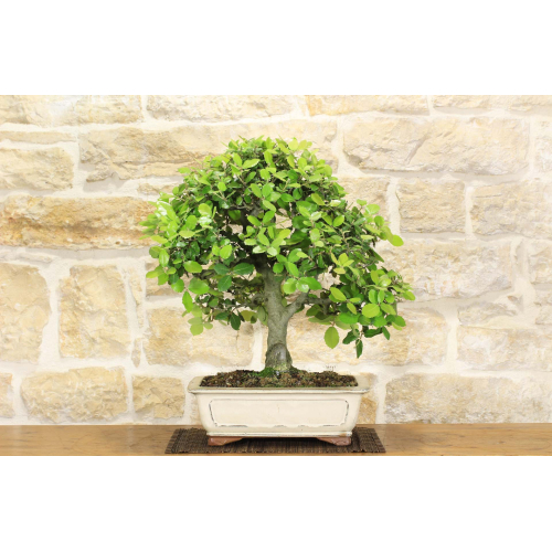 Chêne bonsaï - Chêne vert (78)