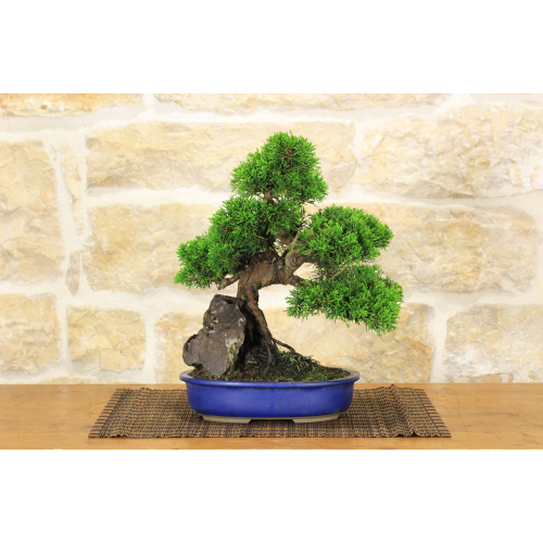 Itoigawa Juniper bonsai tree (92)