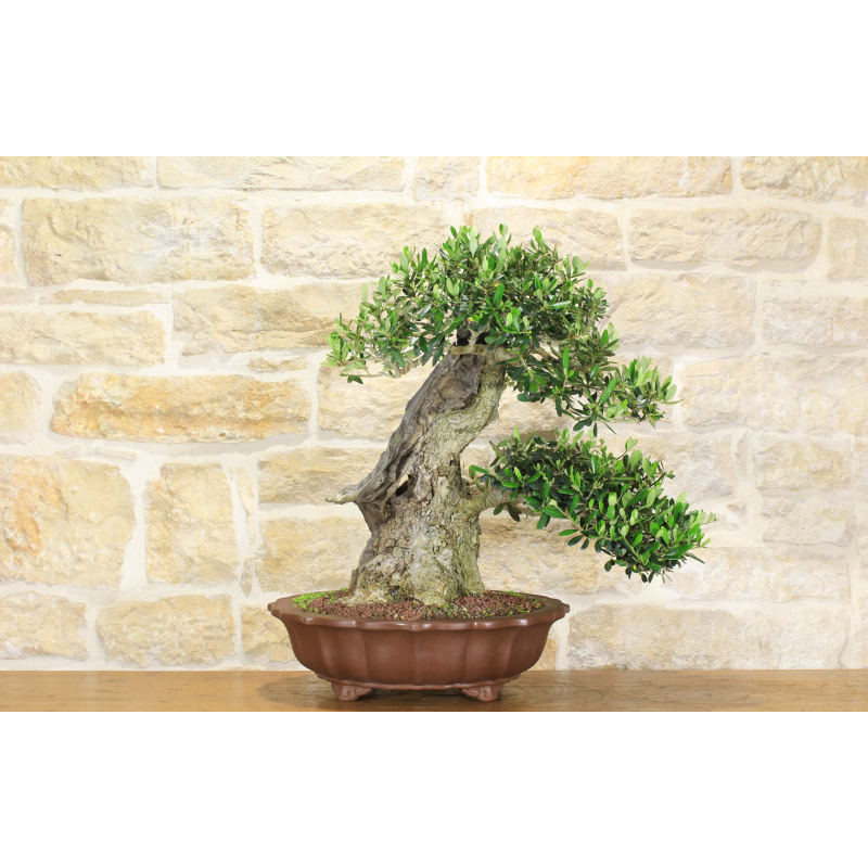 Olive bonsai (154)