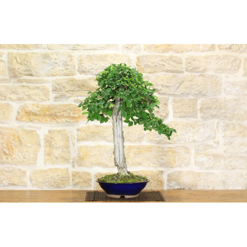 Field Elm bonsai tree (42)
