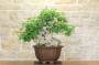 2 - Bonsai di Lantana (33)