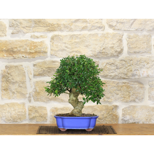 Ash bonsai tree (9)