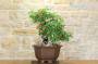 5 - Bonsai di Lantana (33)