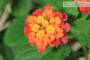 6 - Bonsai di Lantana (33)