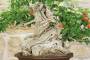 8 - Bonsai di Lantana (33)