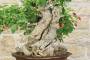 9 - Bonsai di Lantana (33)
