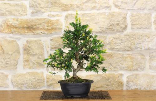 2 - Pre bonsai di Tasso