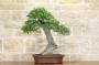 2 - Bonsai di Olmo Campestre (43)