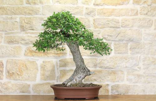 2 - Bonsai di Olmo Campestre (43)