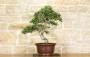2 - Bonsai di Mirto Pumila (25)