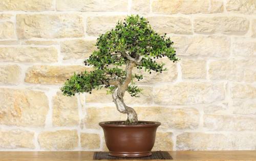 2 - Bonsai di Mirto Pumila (25)