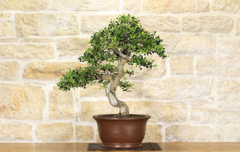 2 - Bonsai di Mirto Pumila (25)
