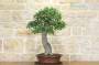 5 - Bonsai di Olmo Campestre (43)