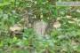 8 - Bonsai di Olmo Campestre (43)