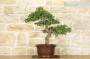3 - Bonsai di Mirto Pumila (25)