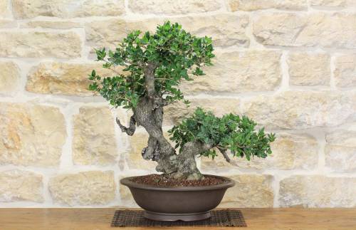 2 - Bonsai di Phillyrea (29)