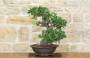 3 - Bonsai di Phillyrea (29)