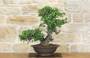 4 - Bonsai di Phillyrea (29)