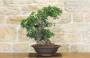 5 - Bonsai di Phillyrea (29)