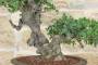 6 - Bonsai di Phillyrea (29)